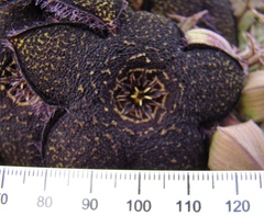 Tridentea gemmiflora