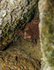 Physalaemus nattereri