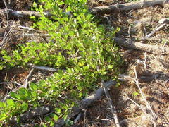 Searsia laevigata laevigata