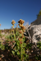 Artemisia rothrockii
