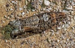 Crocidosema perplexana