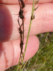 Muhlenbergia cuspidata