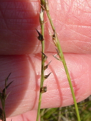 Muhlenbergia cuspidata