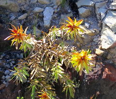Leucadendron microcephalum