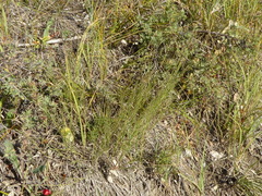 Muhlenbergia cuspidata