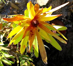 Leucadendron microcephalum