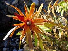Leucadendron microcephalum
