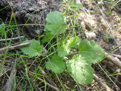 Pelargonium althaeoides