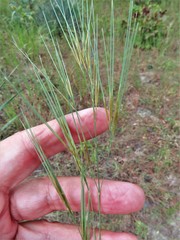 Aristida desmantha