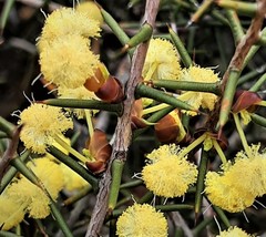 Acacia pachypoda
