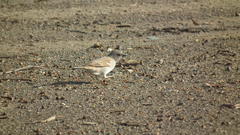 Passer diffusus stygiceps