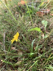 Scorzoneroides autumnalis