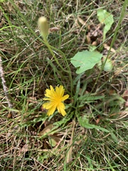 Scorzoneroides autumnalis