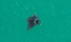 Mobula mobular