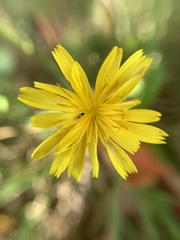 Scorzoneroides autumnalis