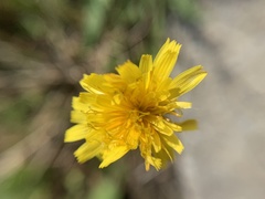 Scorzoneroides autumnalis