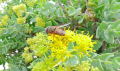 Palpada vinetorum