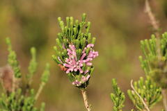 Erica verticillata