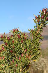 Leucadendron macowanii