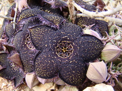 Tridentea gemmiflora