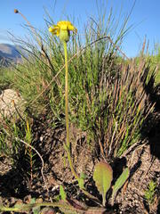 Senecio erosus