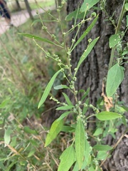 Chenopodium standleyanum