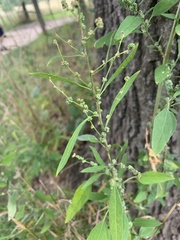 Chenopodium standleyanum