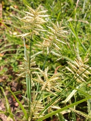 Cyperus esculentus leptostachyus