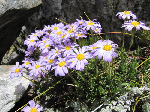 Alpine Plumeseed (Zyrphelis montana)