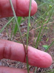 Aristida desmantha