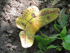 Copaxa lavenderohidalgensis