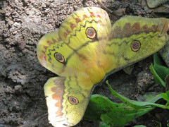 Copaxa lavenderohidalgensis