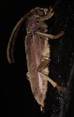 Africophanes amicus