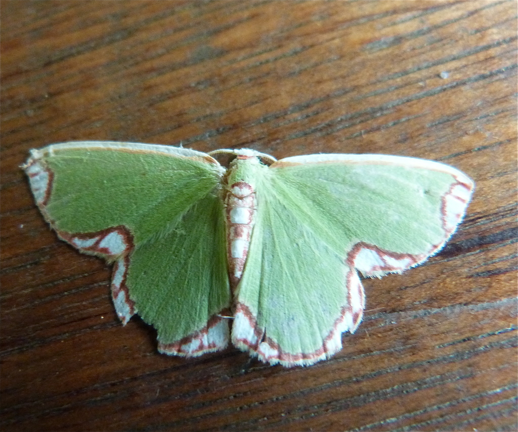 Chavarriella fallax