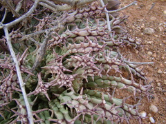 Tridentea gemmiflora