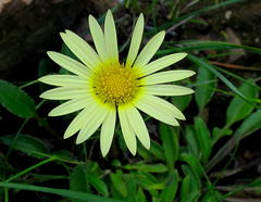 Haplocarpha lyrata