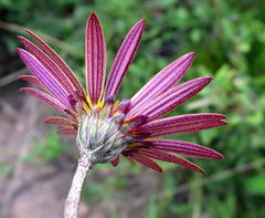 Haplocarpha lyrata