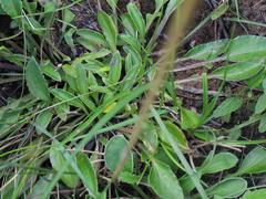 Haplocarpha lyrata
