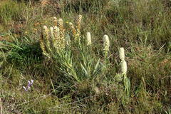 Echiostachys incanus