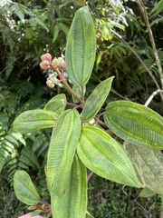 Miconia sintenisii