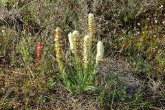 Echiostachys incanus