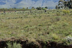 Echiostachys incanus