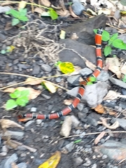 Erythrolamprus pseudocorallus