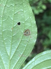 Puccinia porphyrogenita