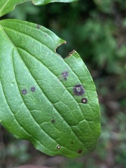 Puccinia porphyrogenita