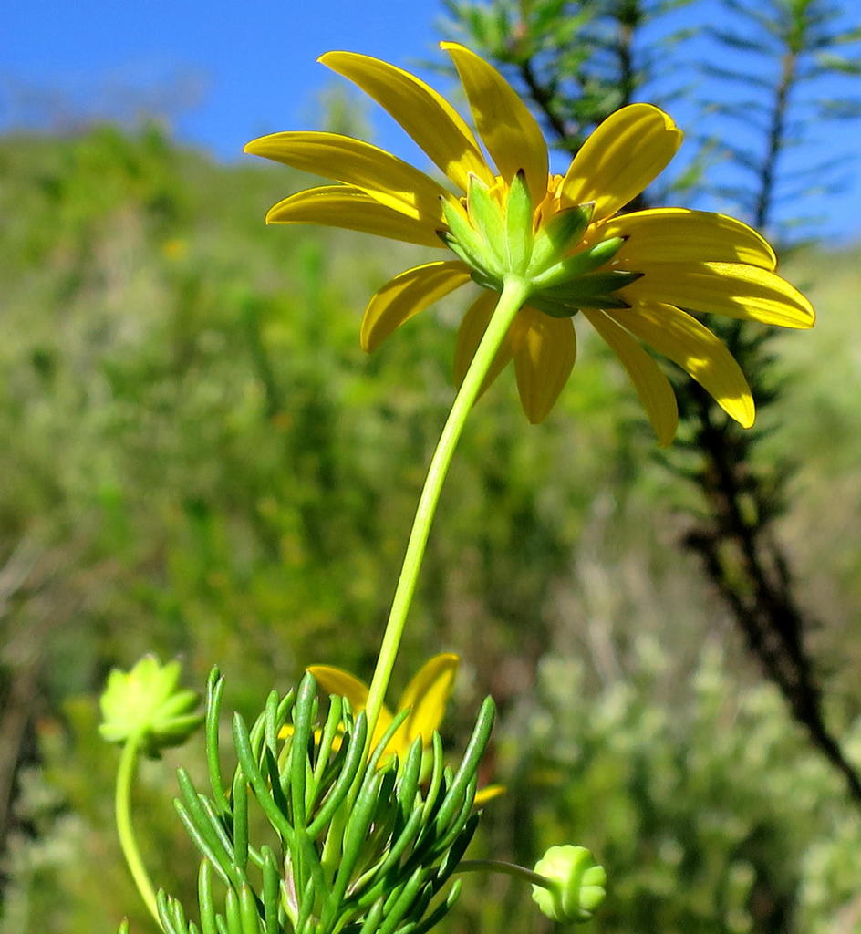Euryops euryopoides