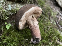 Tylopilus griseocarneus