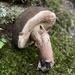 Tylopilus atronicotianus - Photo (c) Christian Schwarz, some rights reserved (CC BY-NC), uploaded by Christian Schwarz