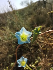 Ipomoea cardiophylla