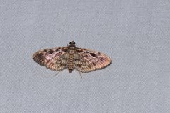 Rhimphaliodes macrostigma